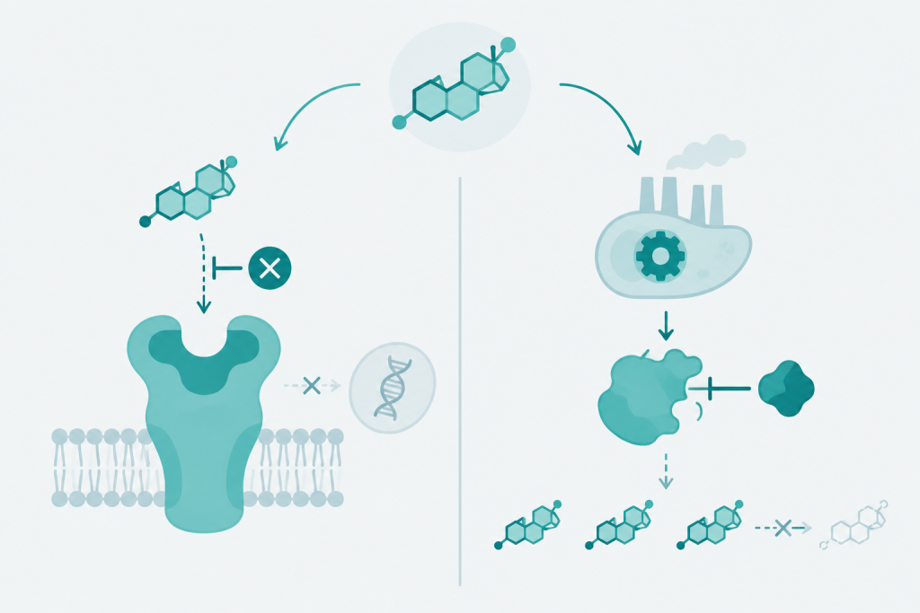 SERMs vs Aromatase Inhibitors: What's the Difference?